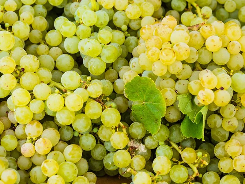 Niagara Grapes