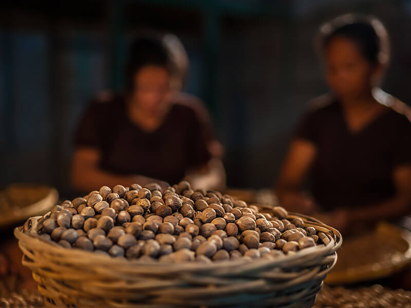 Nutmeg Harvested