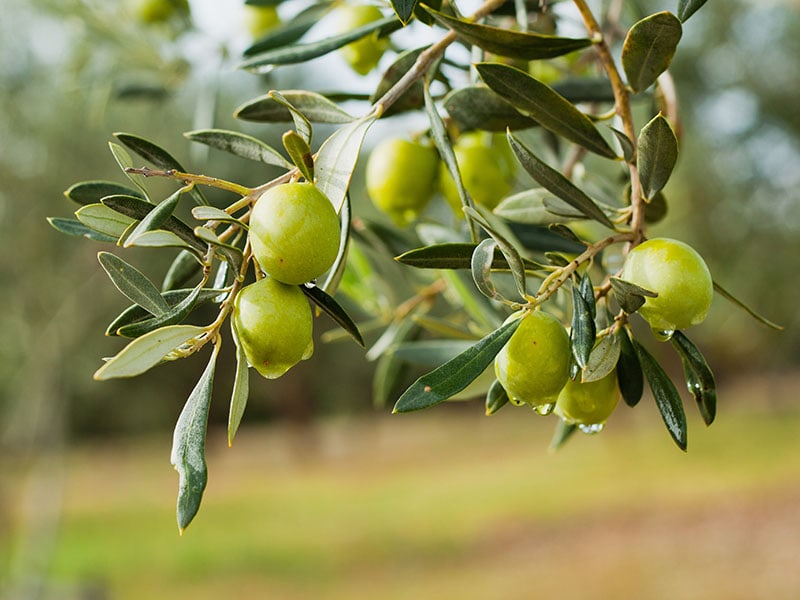 Olives Mushroom