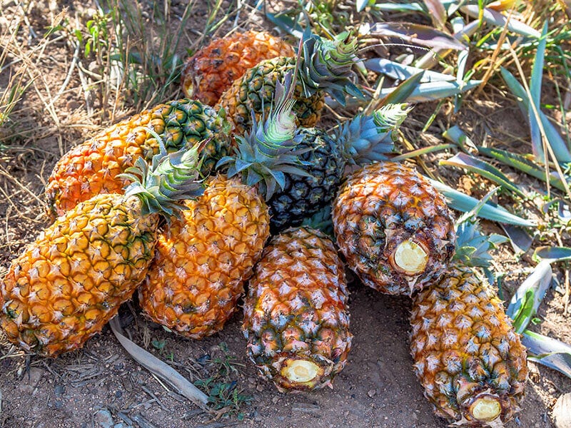 Pernambuco Pineapple