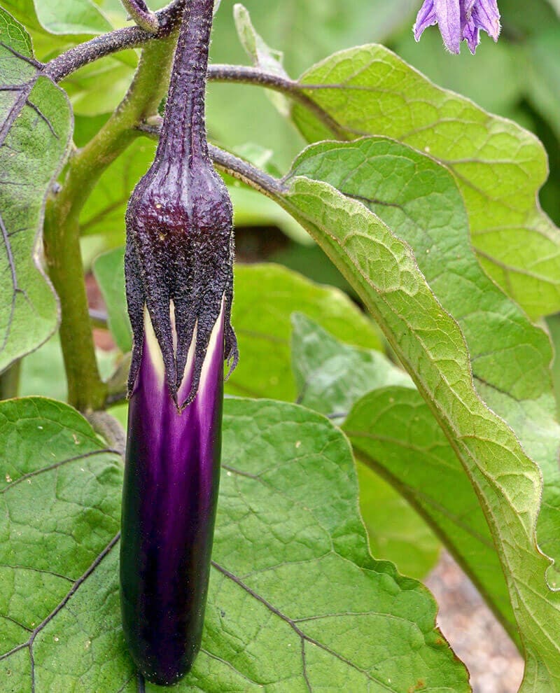 Ping Tung Eggplant