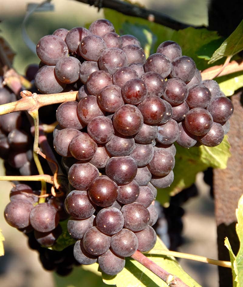 Pinot Grigio Grapes