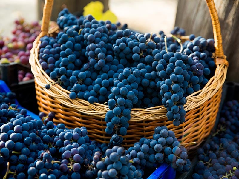 Pinot Noir Grapes