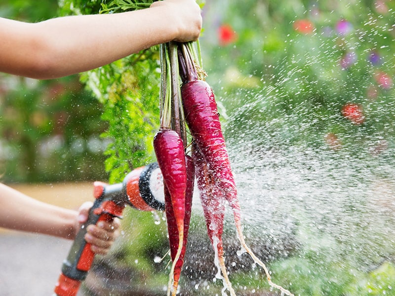 Purple Dragon Carrots