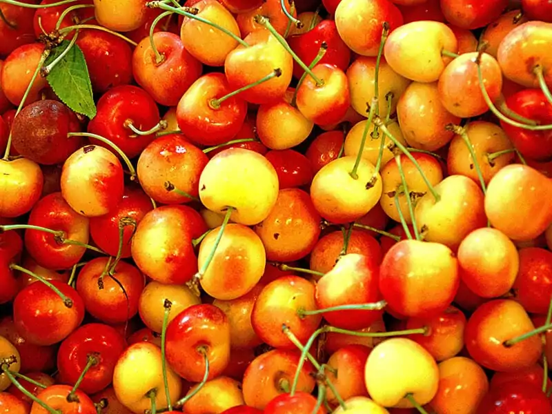 Rainier Cherries