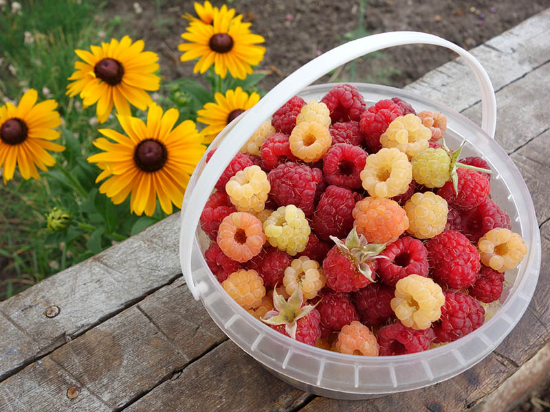 Raspberries Are A Tasty