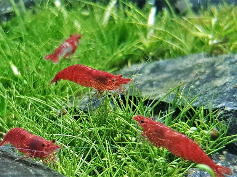 Red Cherry Shrimp