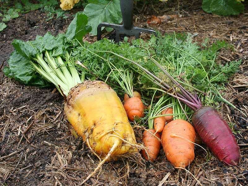 Red Cored Carrots