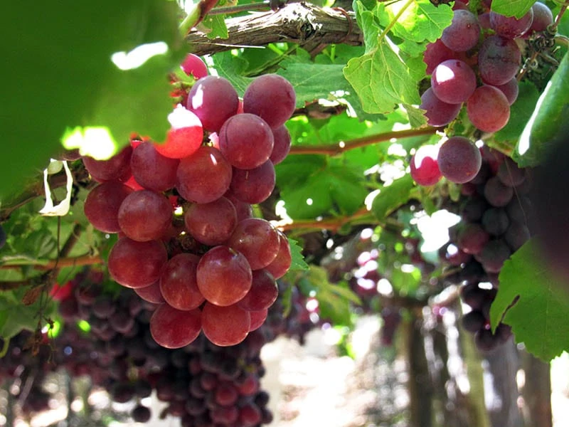 Red Globe Grapes