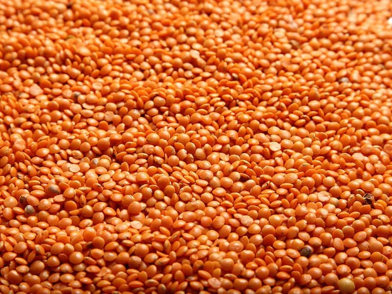 Red Lentils