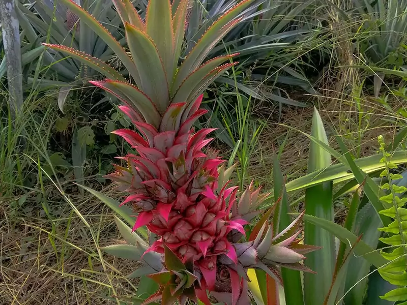 Red Spanish Pineapple