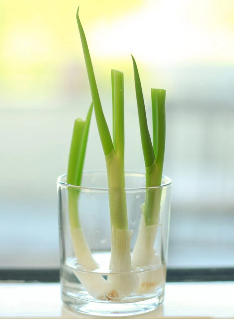 Regrowing Scallions