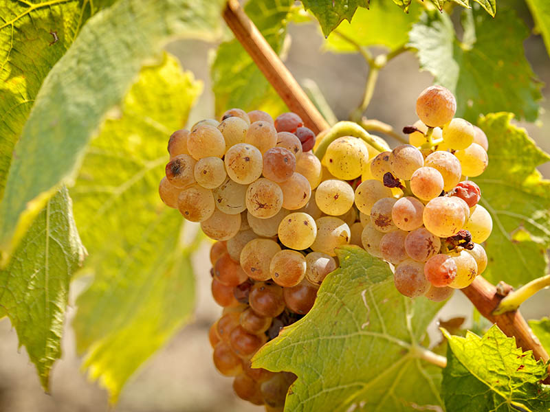 Riesling Grapes