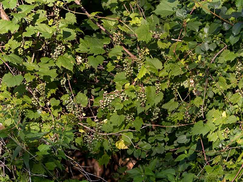 Riverbank Grapes