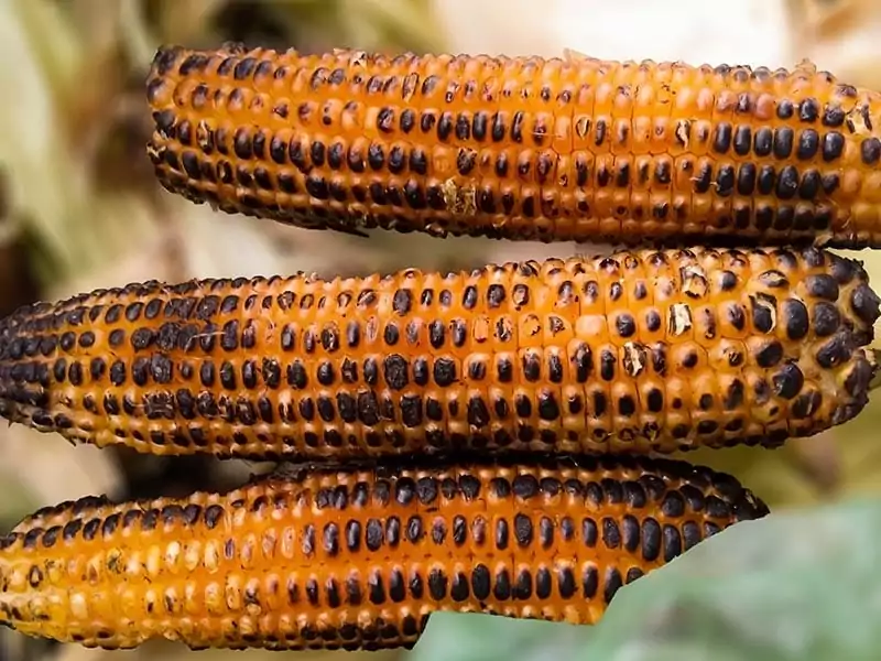 Roasted Maize