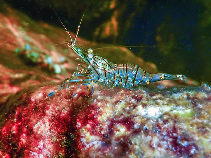 Rock Shrimp