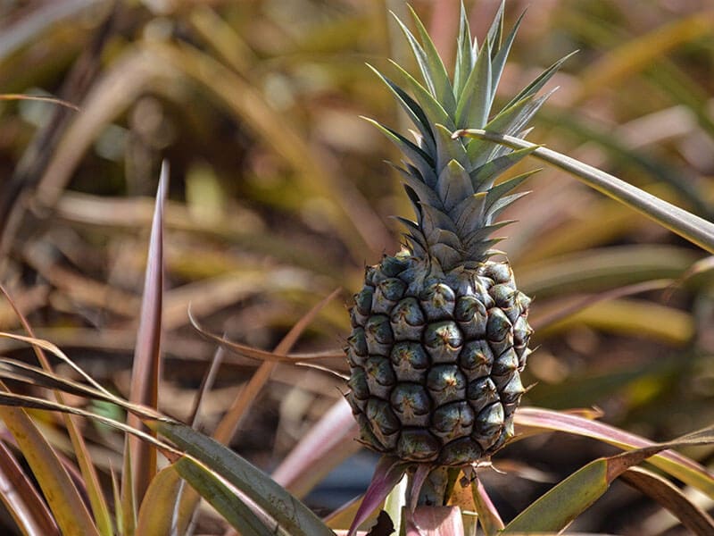 Rondon Pineapple