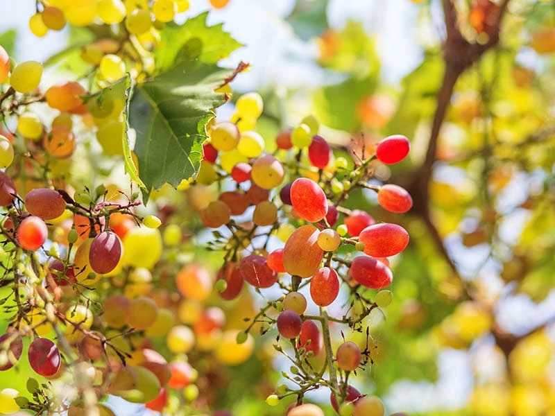 Ruby Seedless Grapes