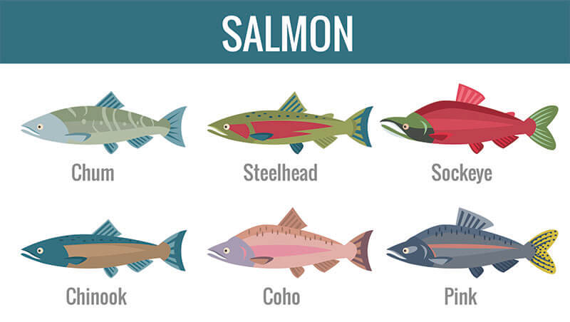 Salmon Breed