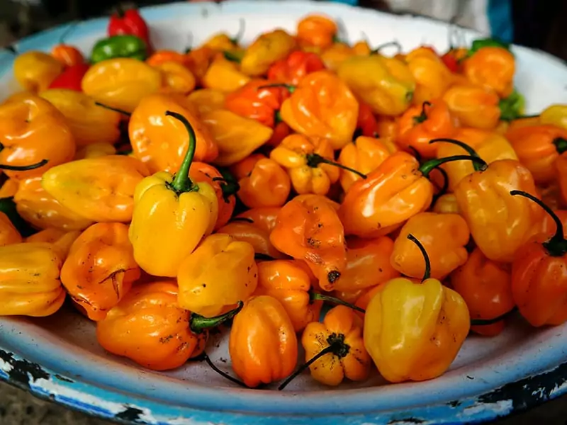 Scotch Bonnet Pepper