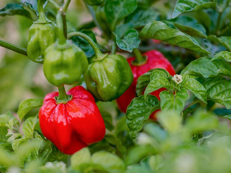 Scotch Bonnet