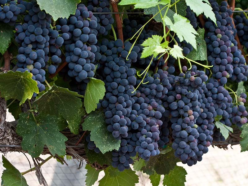 Shiraz Grapes