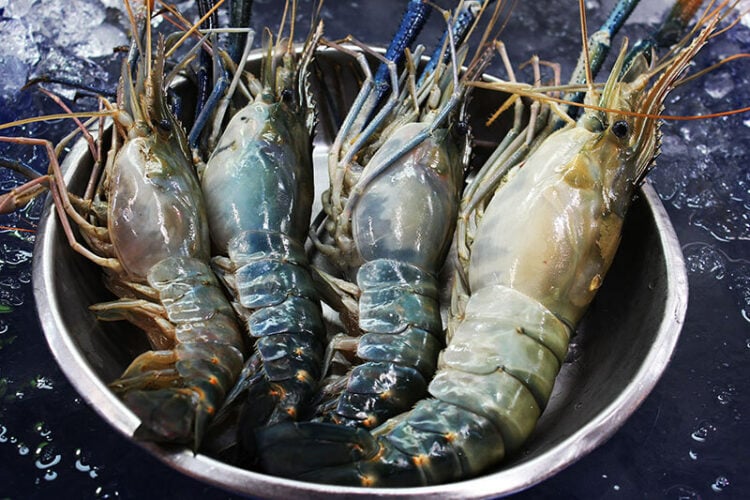18 Types of Shrimp to Enjoy for Real Flavors in 2024
