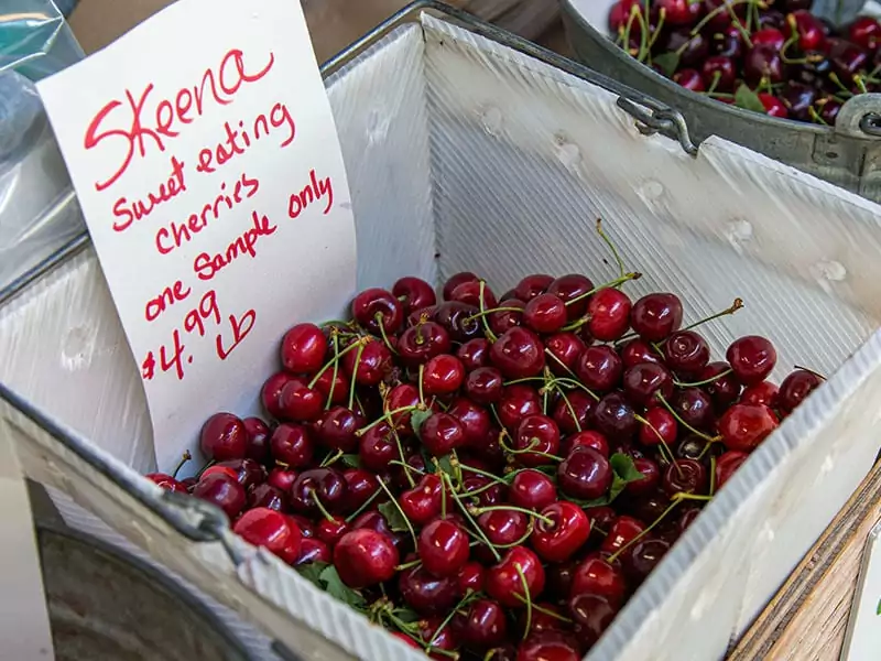 Skeena Cherry 