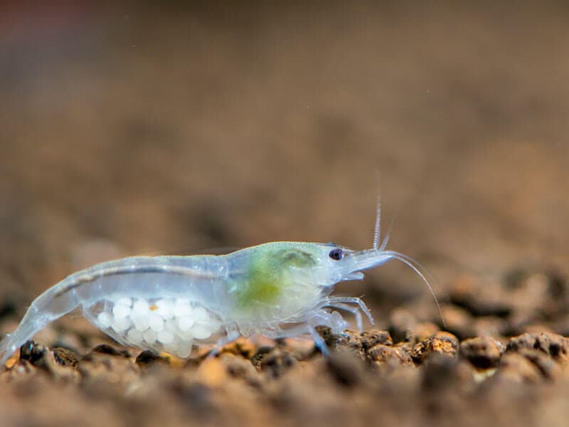 Snowball Shrimp