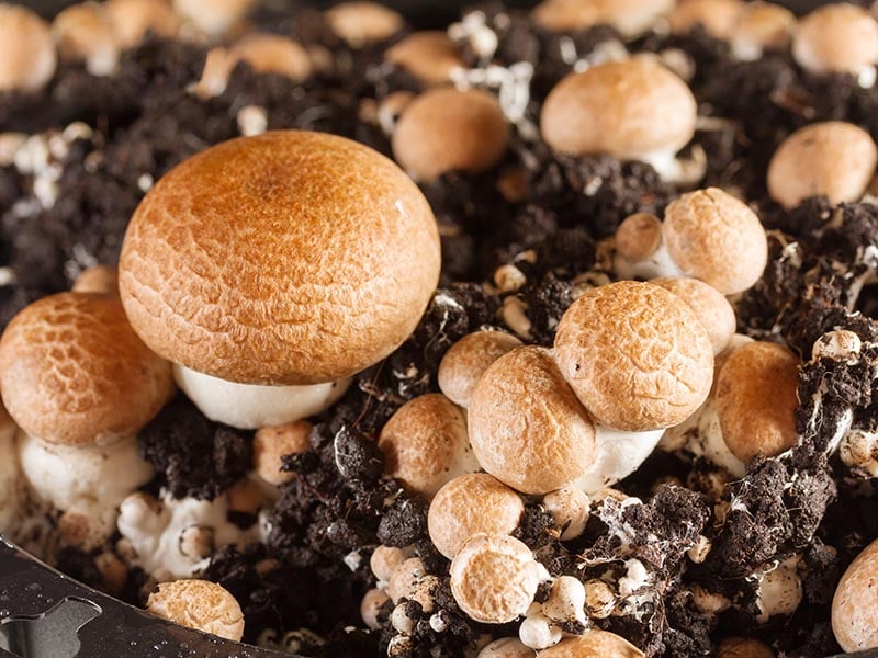 Soil Mushrooms
