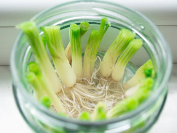 Store Scallions Hacks