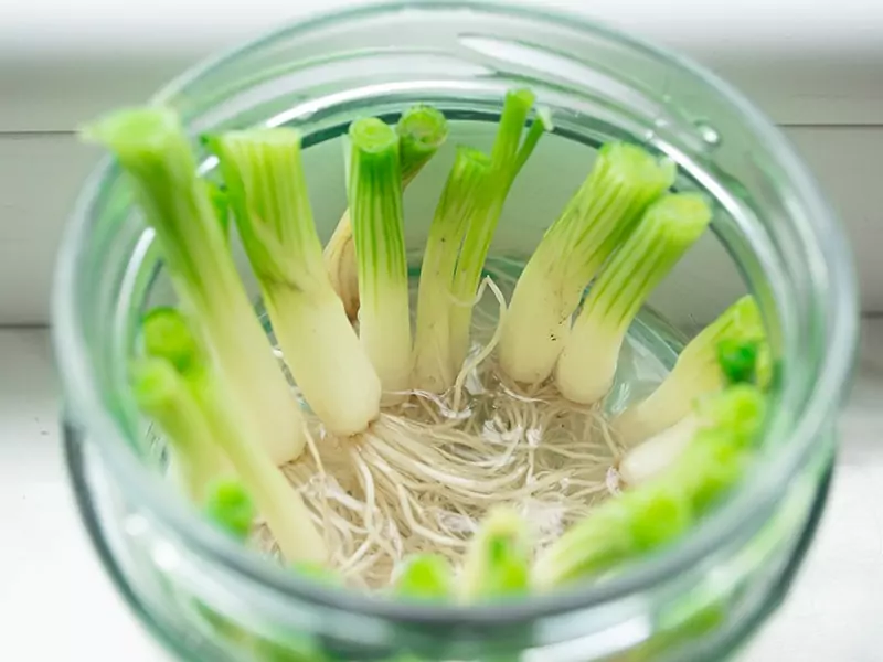 Store Scallions Hacks