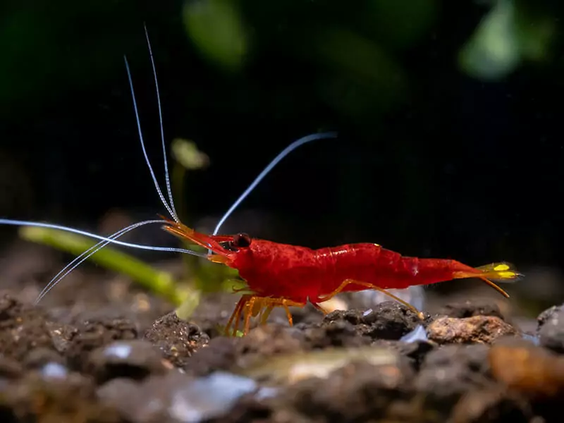 Sulawesi Shrimp