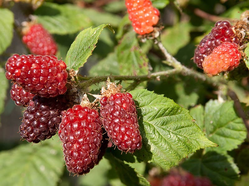 Tayberry Fruit