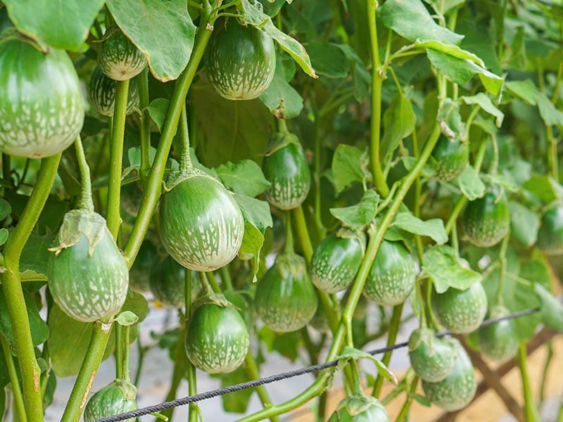 Thai Eggplants