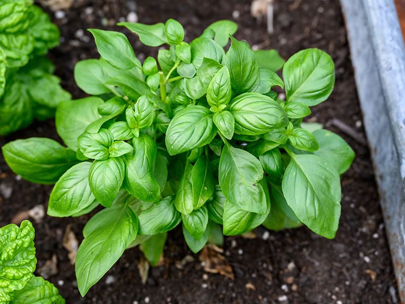 The Flavor Profile Of Basil