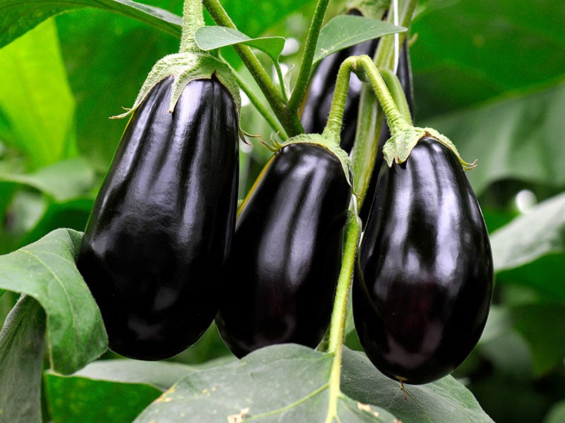 The Wonderful Nutritious Profile Of Eggplant