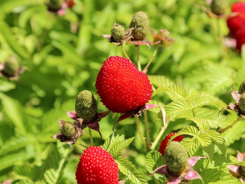 This Berry Species