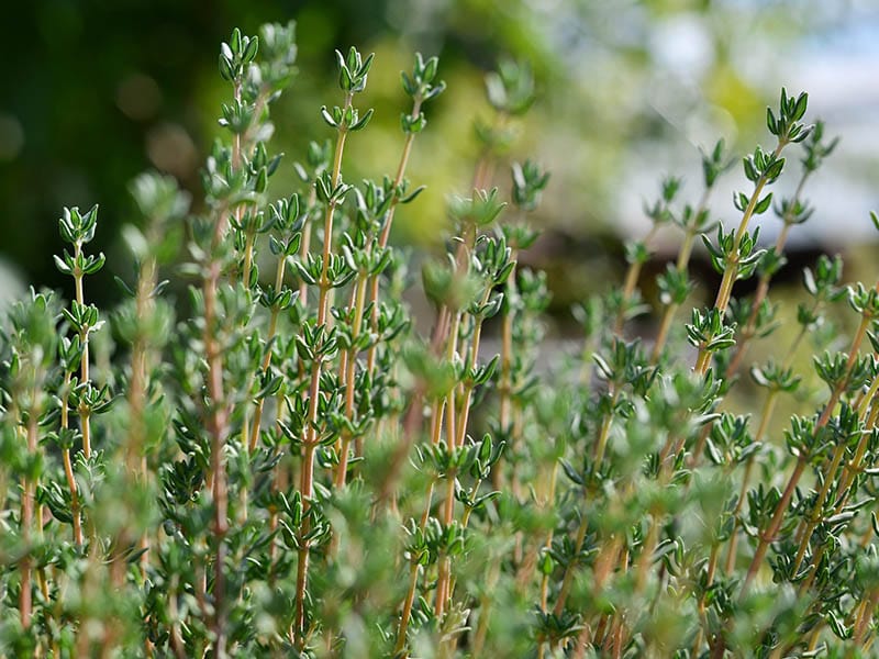 Thymus Genus