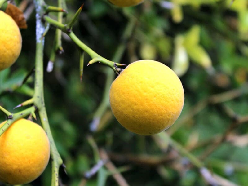 Trifoliate Orange