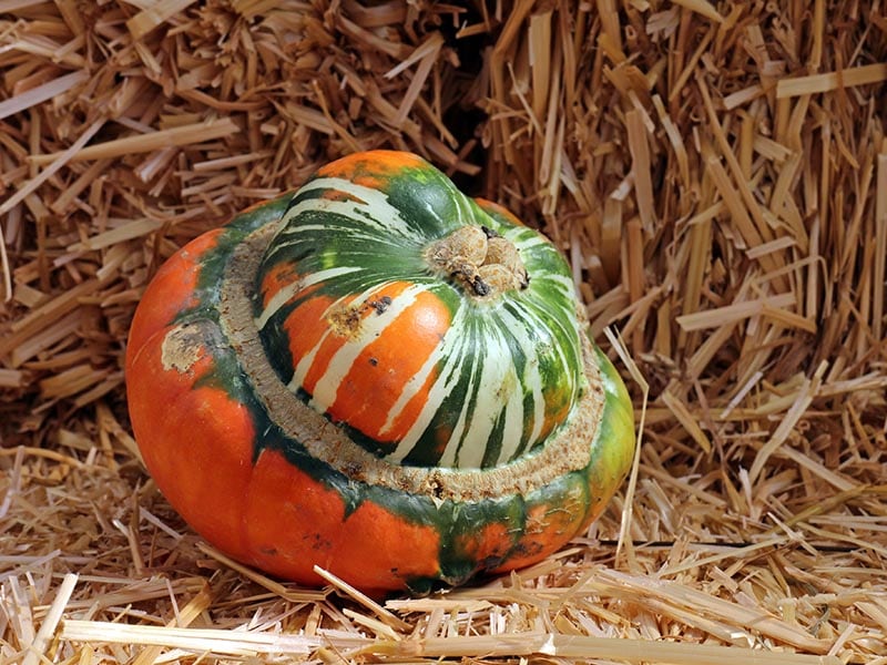 Turban Squash