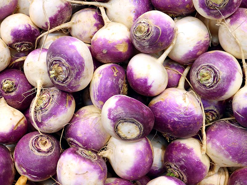 Turnip Is A Root Type Vegetable