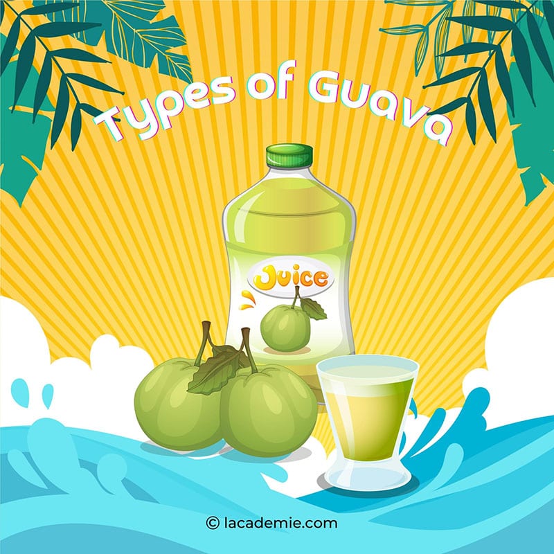 Type Of Guava