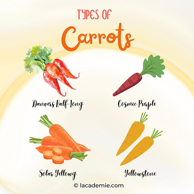 Types Of Carrot