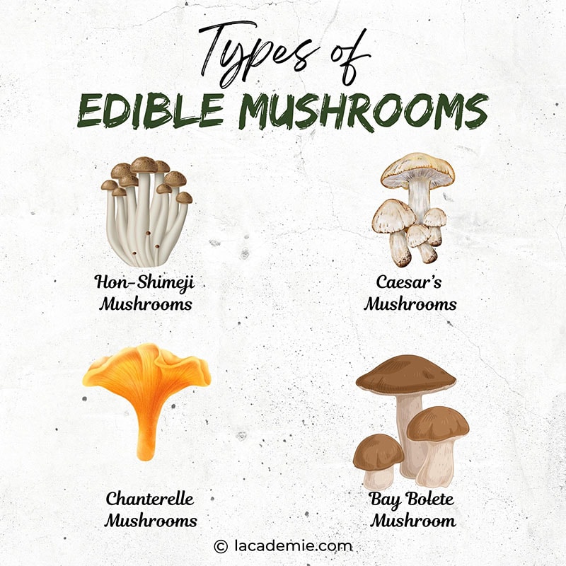 Types Of Edible Mushroom