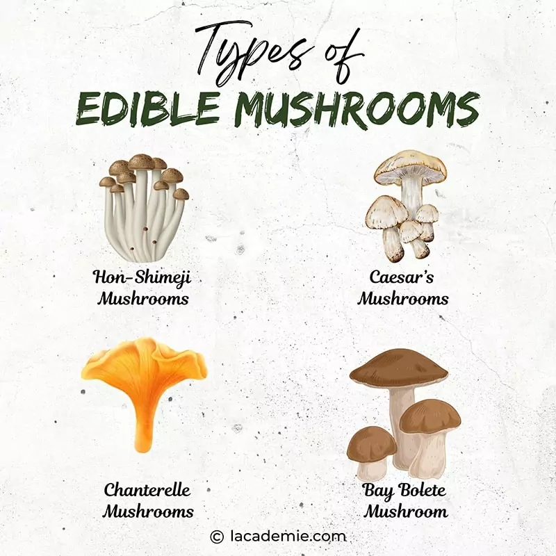 Edible Mushrooms Pictures