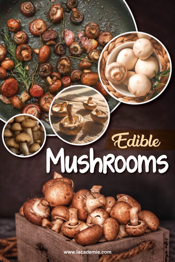 Types Of Mushrooms