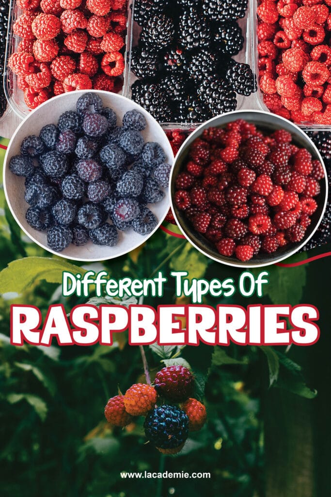 Types Of Raspberries