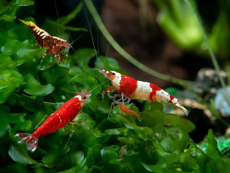 Types Of Shrimp