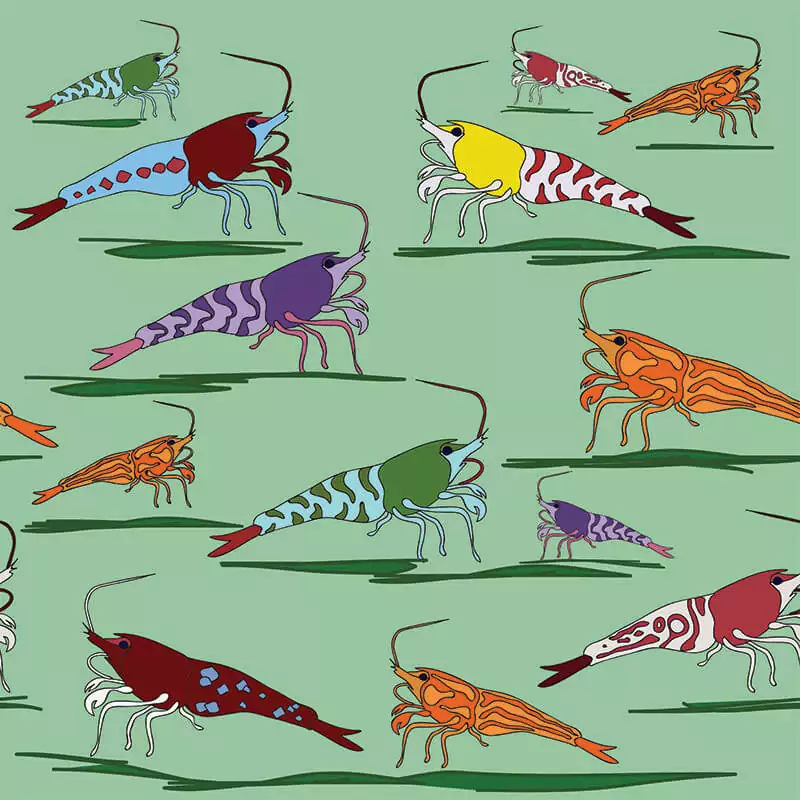 Types Of Shrimps